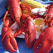 Lobsters at Woodman’s of Essex, Massachusetts