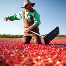 Cranberry bog farming in Yarmouth, Massachusetts