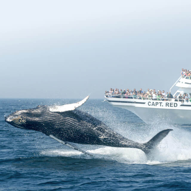 Whale watching at Gloucester and Stellwagen Bank National Marine Sanctuary, Massachusetts