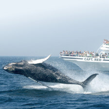 Whale watching at Gloucester and Stellwagen Bank National Marine Sanctuary, Massachusetts